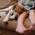 Puppies and kids: some words of advice from dog professionals