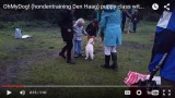 The Hague pups socialize to kids at OhMyDog!