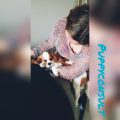 Cavalier King Charles vs. King Charles: what is the difference?