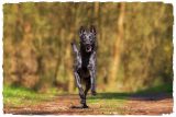 Obedience Beyond: new dog training course in The Hague
