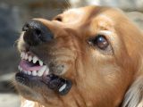 Definition, victims and facilitating factors of severe dog on dog aggression (research article summary)
