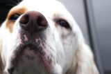 Dog cognition: scent research study