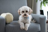Dog in quarantaine: how do I prevent separation anxiety?