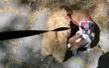 Greeting other dogs when on the lead: good or bad idea?