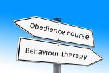 Dog behaviour problem: Do I need obedience training or behaviourist advice?