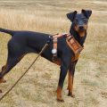 Peter with Pepper (Manchester terrier)