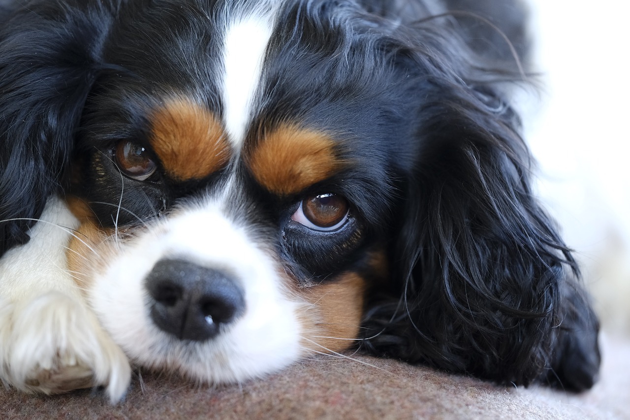 different colors of cavalier king charles