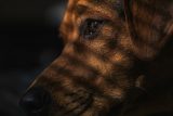Verlatingsangst bij honden: 9 tips die je nooit moet volgen