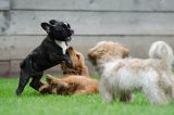 Puppycursus: waar JIJ de hond traint