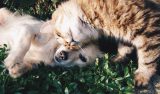 Nieuw onderzoek naar hond-kat relaties en feromoon verdampers
