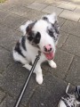 Meet deaf Border Collie puppy Blue